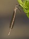 Sympecma paedisca female--2